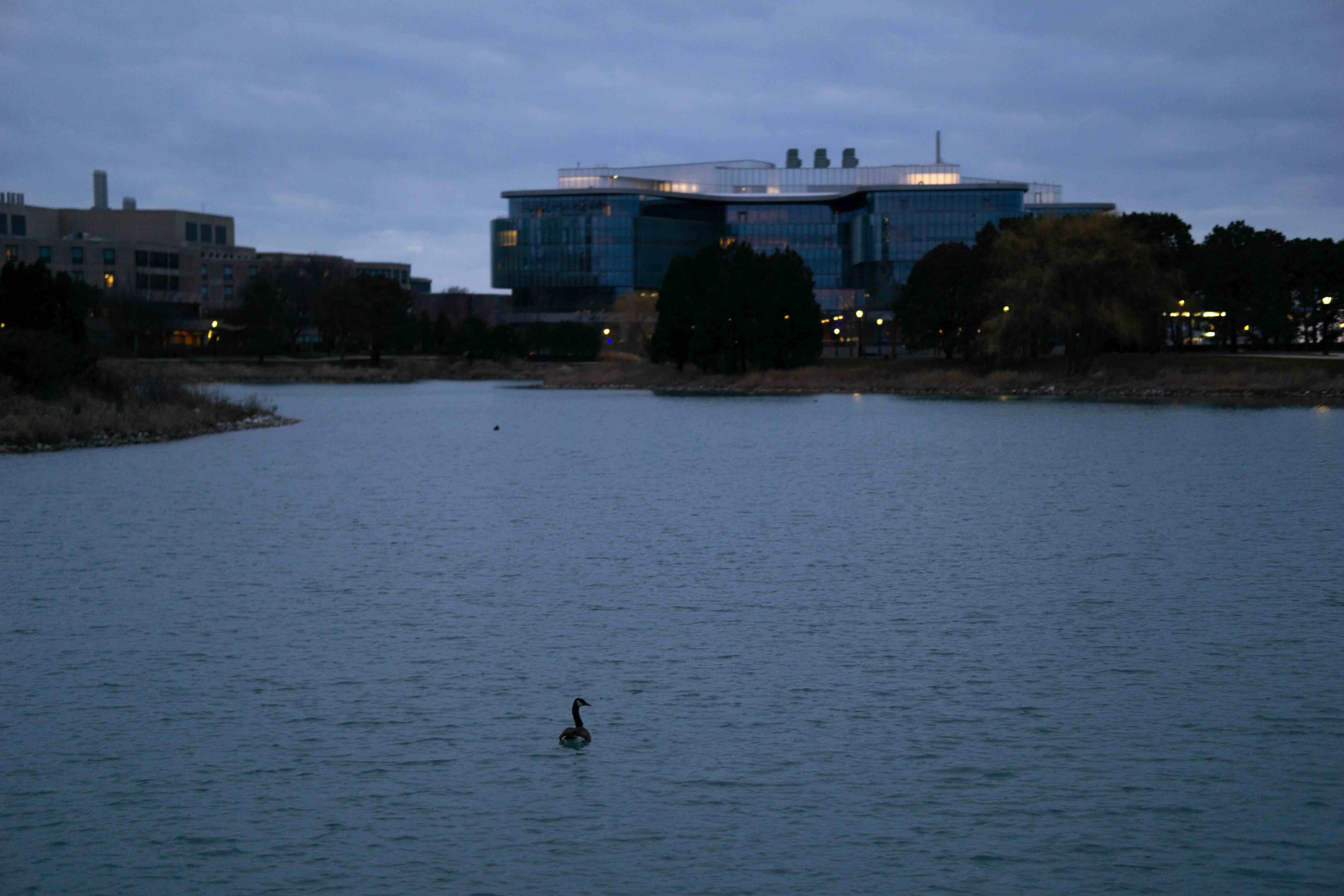A Canada goose swims in the middle of the lake toward a large glass building in the background. It is looking off to the distance.