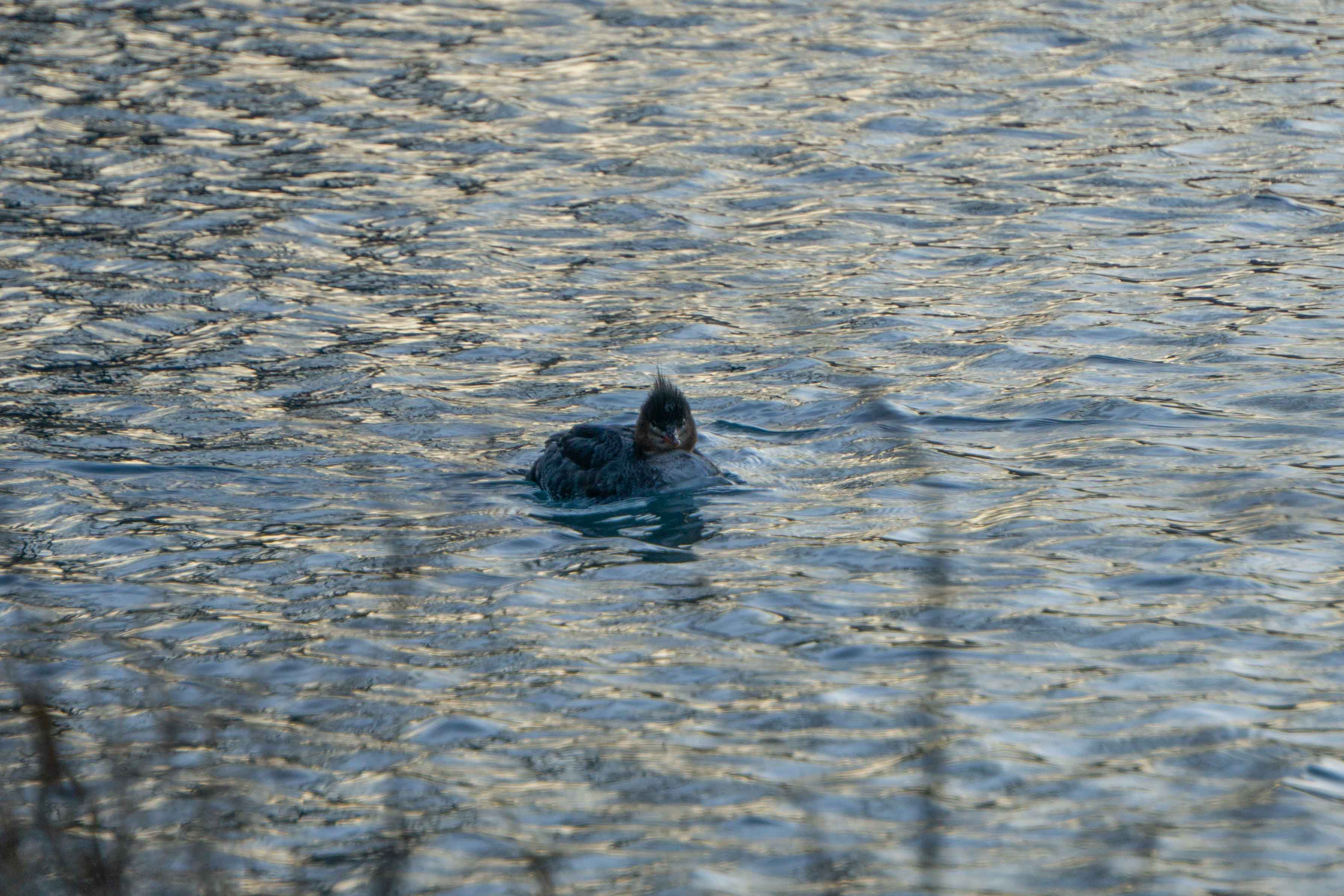 A female red-breasted merganser swims on Northwestern's lagoon.